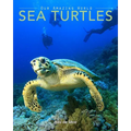 Sea Turtles: Amazing Pictures & Fun Facts on Animals in Nature
