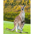 Marsupials: Amazing Pictures & Fun Facts of Animals in Nature