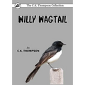 Willy Wagtail