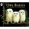Owl Babies