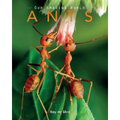 Ants: Amazing Pictures & Fun Facts on Animals in Nature