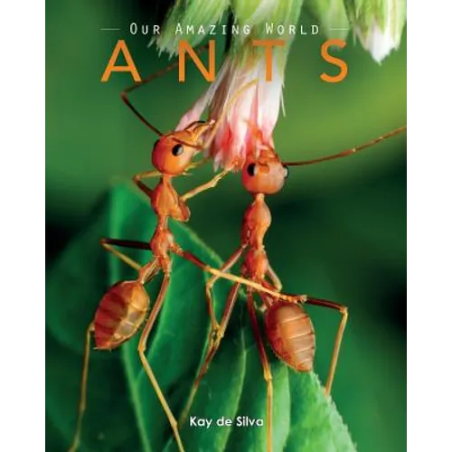 Ants: Amazing Pictures & Fun Facts on Animals in Nature