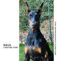 Nava: A Bedtime Story