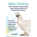 . Silkie Chickens. Silkie Chickens Care, Breeding, Eggs, Raising, Welfare and Keeping Them Happy, Bearded, Non Bearded, Bantoms, Buying, as Pets, Blac