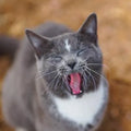 Colorado Barn Cats - Skunk and Chauncey