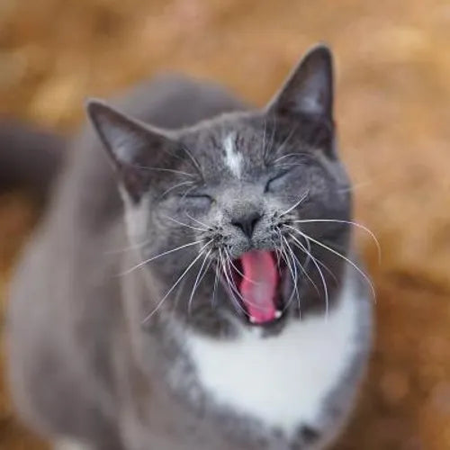 Colorado Barn Cats - Skunk and Chauncey